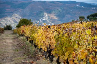 Portekiz 'deki Douro Vadisi' nde dünyanın en eski şarap bölgesinin renkli sonbahar manzarası, teraslı üzüm bağlarında yetişen farklı üzüm bağları, kırmızı, beyaz, yakut ve tawny porto şarabı üretimi.