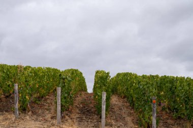 Epernay yakınlarında yeşil büyük cru üzüm bağları olan manzara, Fransa 'nın Champagne bölgesi, sonbahar yağmurlu günlerinde. Cote des Blanc 'ın kireçli topraklarında beyaz şarap üzümü yetiştiriyorum..