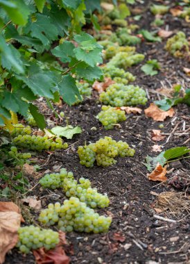 Epernay yakınlarında yeşil büyük cru üzüm bağları olan manzara, Fransa 'nın Champagne bölgesi, sonbahar yağmurlu günlerinde. Cote des Blanc 'ın kireçli topraklarında beyaz şarap üzümü yetiştiriyorum..