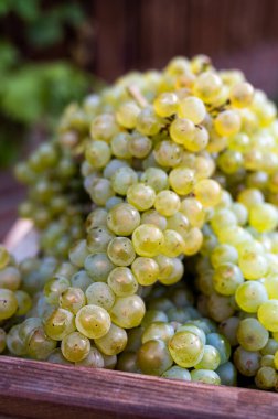 Epernay yakınlarındaki Grand Cru üzüm bağlarında yeni beyaz şarap hasadı. Fransa 'nın Şampanya Bölgesi. Kapatın.