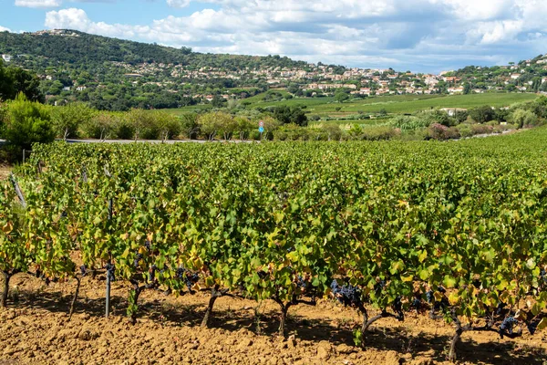 Rijen Van Rijpe Wijndruiven Planten Wijngaarden Cotes Provence Regio Provence — Stockfoto
