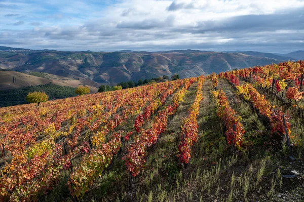 Barevná Podzimní Krajina Nejstarší Vinařské Oblasti Světě Douro Údolí Portugalsku — Stock fotografie