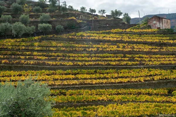 Барвистий Осінній Краєвид Найстарішого Виноробного Регіону Світі Доро Португалія Різні — стокове фото