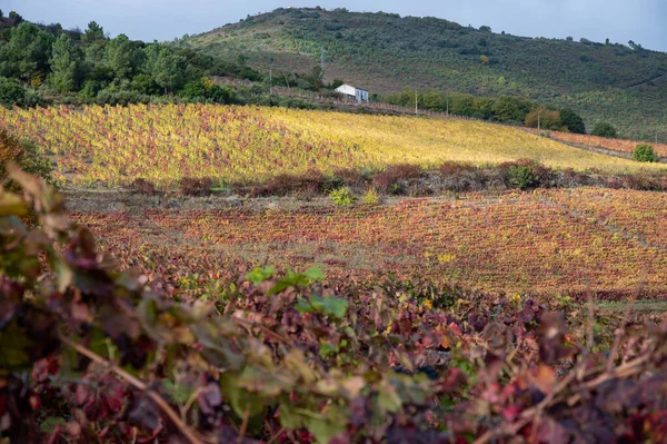 Portekiz Deki Douro Vadisi Nde Dünyanın Eski Şarap Bölgesinin Renkli — Stok fotoğraf