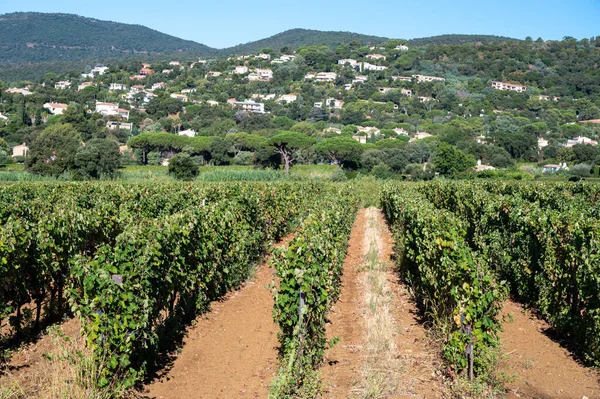 Filas Uvas Vino Maduras Viñedos Cotes Provence Cerca Saint Tropez — Foto de Stock