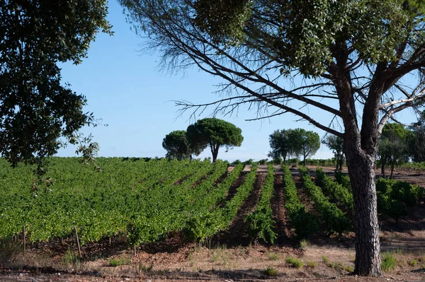 コート プロヴァンス 地域のブドウ畑の熟したシラーワインの植物の行フランスの南 プロヴァンス 収穫する準備ができて フランスでのワイン造り — ストック写真