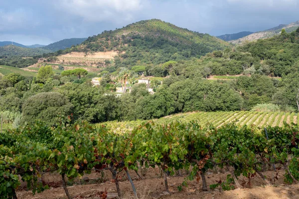 Rijen Van Rijpe Wijndruiven Planten Wijngaarden Cotes Provence Buurt Van — Stockfoto