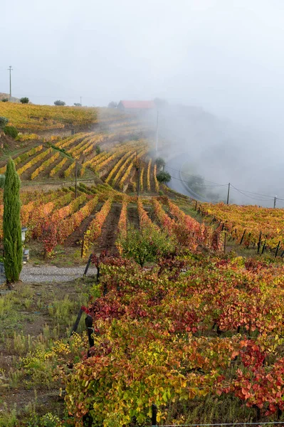 Portekiz Deki Douro Vadisi Nde Dünyanın Eski Şarap Bölgesinin Renkli — Stok fotoğraf