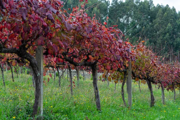 Nejstarší Vinařská Oblast Světě Douro Údolí Portugalsku Různé Odrůdy Červené — Stock fotografie