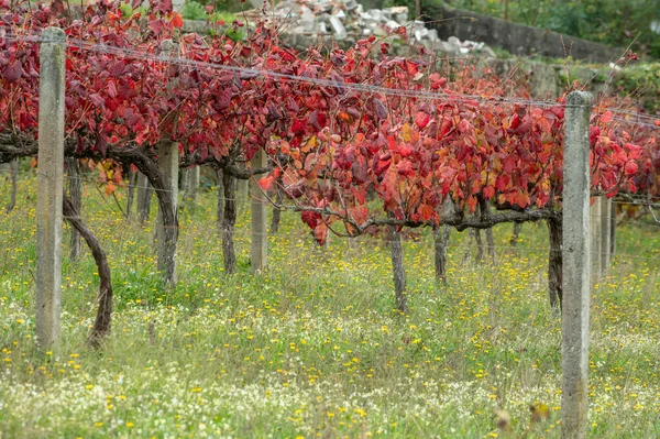 世界で最も古いワイン地域ポルトガルのドゥオーバレー 収穫後の秋にブドウ畑で栽培される赤ブドウ品種 ポートワインの生産 — ストック写真