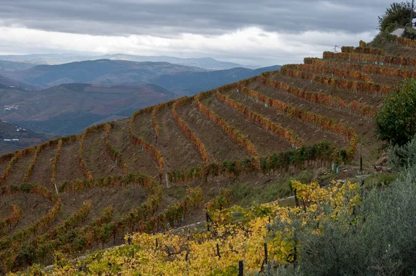 Barevná Podzimní Krajina Nejstarší Vinařské Oblasti Světě Douro Údolí Portugalsku — Stock fotografie