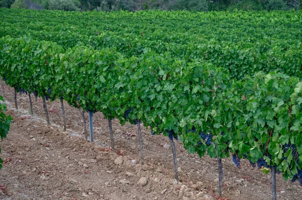 法国南部普罗旺斯地区科特斯德普罗旺斯葡萄园的一排排成熟的葡萄酒葡萄 准备收割 在法国生产玫瑰酒 — 图库照片