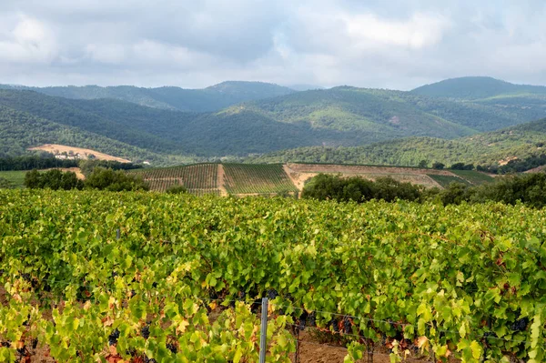 Reihenweise Reifer Weintrauben Auf Weinbergen Cotes Provence Der Nähe Von — Stockfoto