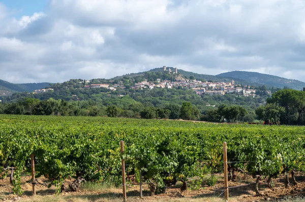 Řádky Zralých Vinných Hroznů Vinicích Cotes Provence Grimaudu Region Provence — Stock fotografie