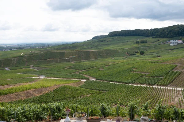 Tájkép Zöld Nagy Cru Szőlőültetvények Közelében Epernay Régió Champagne Franciaország — Stock Fotó