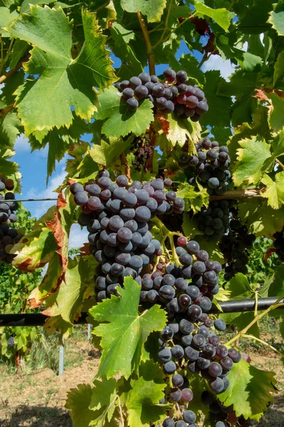 Uvas Vinho Carignan Pretas Azuis Maduras Que Utilizam Para Fazer — Fotografia de Stock