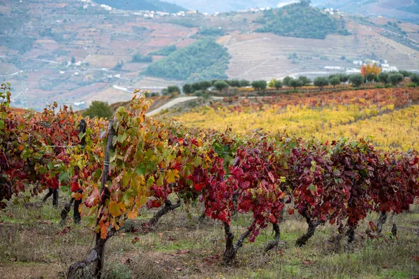 Portekiz Deki Douro Vadisi Nin Eski Şarap Bölgesi Sonbaharda Teraslı — Stok fotoğraf