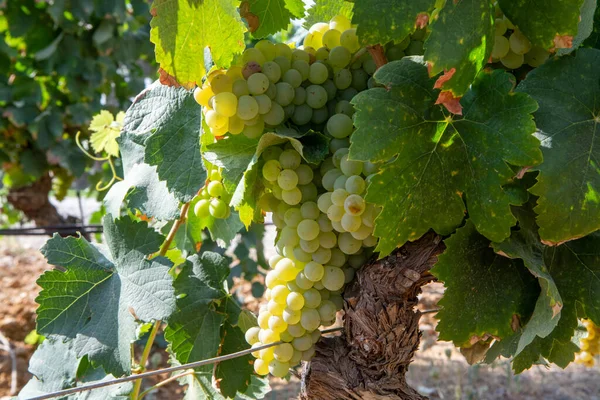 Raisins Vins Blancs Mûrs Base Rosiers Vins Blancs Prêts Être — Photo