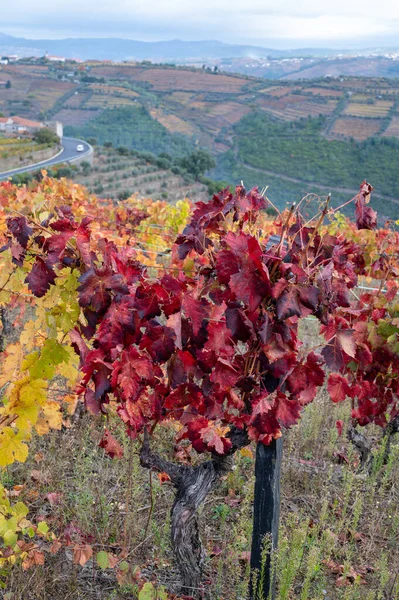 Região Vinícola Mais Antiga Mundo Vale Douro Portugal Vinhas Uva — Fotografia de Stock