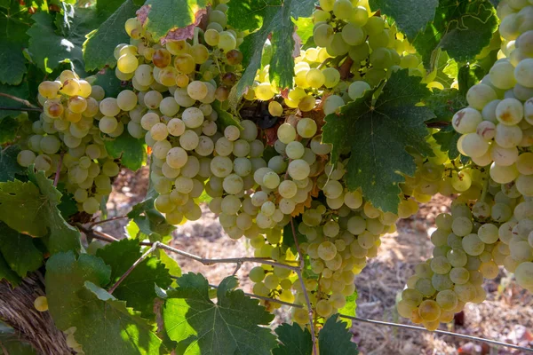 Reife Weißweintrauben Zur Herstellung Von Rosen Oder Weißwein Auf Weinbergen — Stockfoto