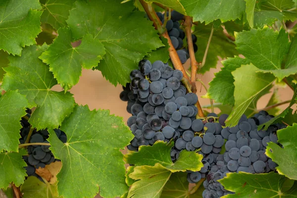 Dojrzałe Winogrona Produkcji Wina Różanego Lub Czerwonego Gotowe Zbioru Winnicach — Zdjęcie stockowe