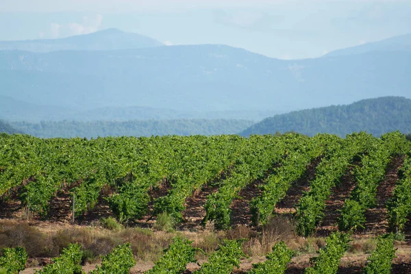 Rzędy Dojrzałych Winogron Syrah Winnicach Cotes Provence Region Prowansja Południe — Zdjęcie stockowe