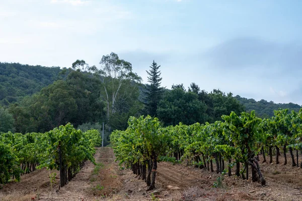 Sorok Érett Borszőlő Növények Szőlőültetvények Közelében Cotes Provence Collobrieres Régió — Stock Fotó
