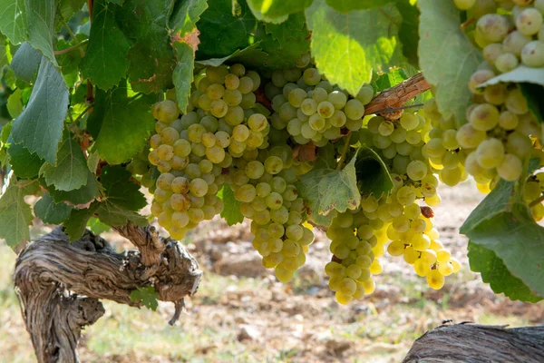 法国南部普罗旺斯地区科特斯德普罗旺斯的葡萄园中 用成熟的白葡萄酒葡萄酿制玫瑰或白葡萄酒 准备收获 — 图库照片