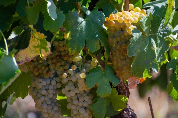 Weinberge Des Aoc Luberon Der Nähe Von Apt Mit Alten — Stockfoto