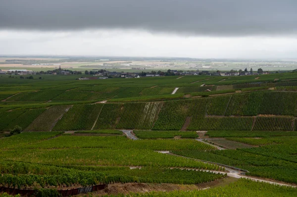 Epernay Yakınlarında Yeşil Büyük Cru Üzüm Bağları Olan Manzara Fransa — Stok fotoğraf