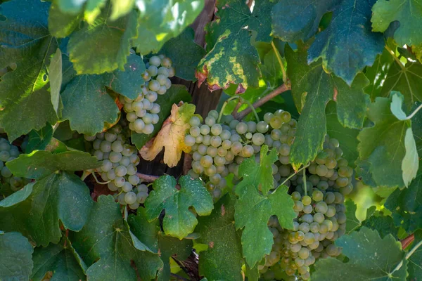 Vignobles Des Aoc Montagnes Luberon Près Apt Avec Vieux Troncs — Photo