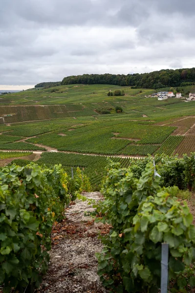 Landschap Met Groene Grand Cru Wijngaarden Buurt Van Epernay Regio — Stockfoto