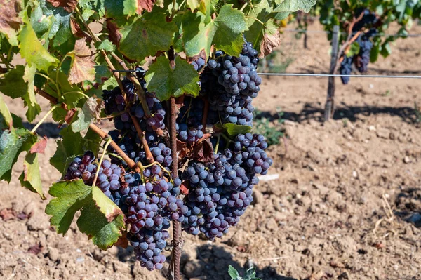 Rijp Zwarte Blauwe Sirah Wijn Druiven Met Behulp Van Voor — Stockfoto