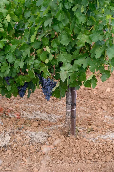 Řádky Zralých Vinných Hroznů Vinicích Cotes Provence Oblast Provence Jižní — Stock fotografie