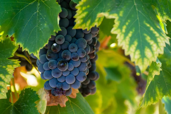 Ripe Black Blue Syrah Wine Grapes Using Making Rose Red — Stock Photo, Image