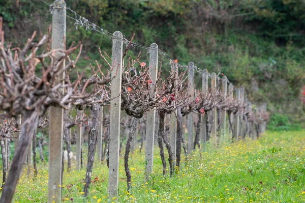 世界で最も古いワイン地域ポルトガルのドゥオーバレー 収穫後の秋にブドウ畑で栽培される赤ブドウ品種 ポートワインの生産 — ストック写真