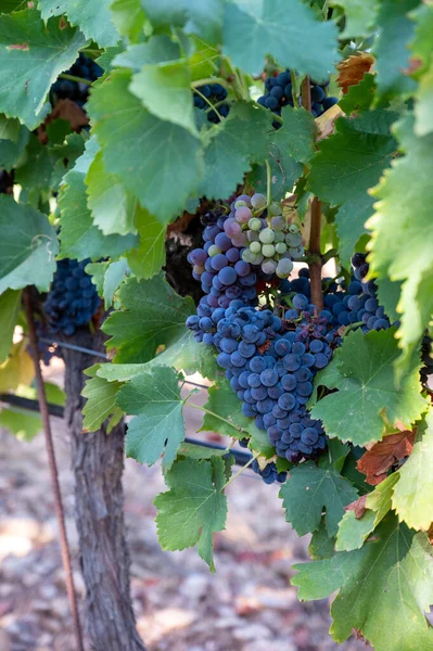 Ripe Black Blue Grenache Wine Grapes Using Making Rose Red — Stock Photo, Image