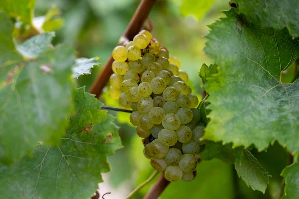 Paisaje Con Grandes Viñedos Verdes Cerca Epernay Región Champagne Francia —  Fotos de Stock