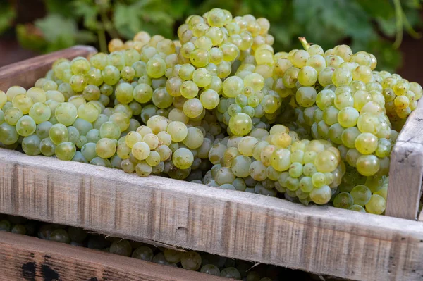 Nova Colheita Uvas Brancas Doces Chardonnay Grandes Vinhas Cru Perto — Fotografia de Stock