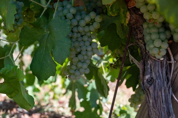 Vinhedos Montanhas Aoc Luberon Perto Apt Com Troncos Uvas Antigas — Fotografia de Stock