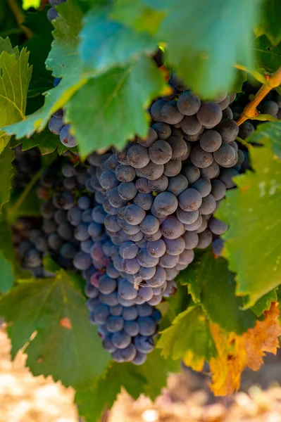 Vignobles Des Monts Aoc Luberon Près Apt Avec Vieux Troncs — Photo