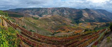 Douro nehir vadisinde panoramik manzara ve renkli tepe merdivenleri sonbaharda üzüm bağları, Portekiz 'de şarap ve liman üretim endüstrisi terasları