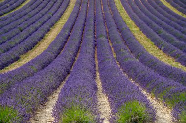 Fransa 'nın güneyinde turistik bir yer, Temmuzda Valensole, Provence platosunda çiçek açan renkli lavanta ve lavanta tarlaları..