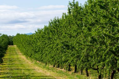 Yazın ağaçta olgunlaşan yeşil badem fındıkları, Provence, Fransa 'da badem fındığı ekimi