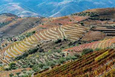 Douro nehir vadisinde panoramik manzara ve renkli tepe merdivenleri sonbaharda üzüm bağları, Portekiz 'de şarap ve liman üretim endüstrisi terasları