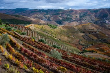 Douro nehir vadisinde panoramik manzara ve renkli tepe merdivenleri sonbaharda üzüm bağları, Portekiz 'de şarap ve liman üretim endüstrisi terasları
