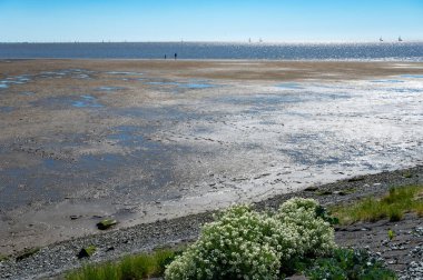 Hollanda, Friesland, Wadden Denizi 'ndeki Harlingen balıkçı kasabasının sahilinde yürüyorum.