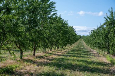 Yazın ağaçta olgunlaşan yeşil badem fındıkları, Provence, Fransa 'da badem fındığı ekimi