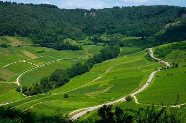 Fransa 'nın Jura kentindeki Chateau-Chalon kasabası yakınlarındaki yeşil tepe üzüm bağlarının panoramik manzarası
