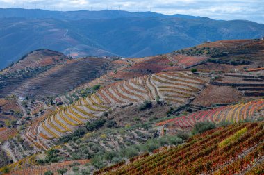 Douro nehir vadisinde panoramik manzara ve renkli tepe merdivenleri sonbaharda üzüm bağları, Portekiz 'de şarap ve liman üretim endüstrisi terasları